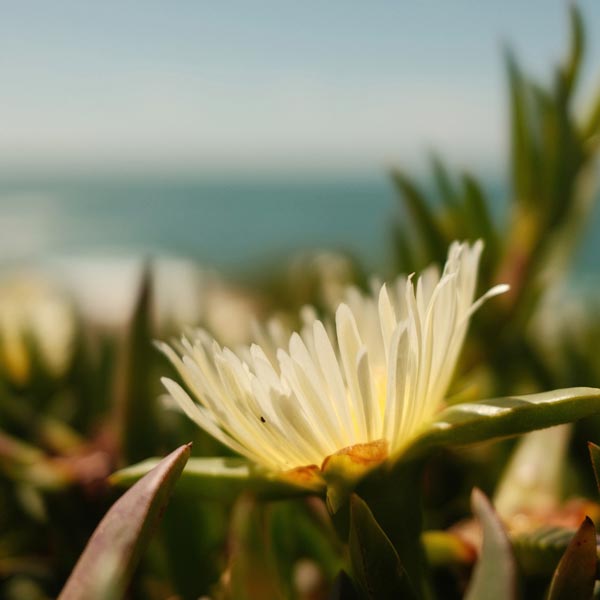Why choose life coach Amber Rosenberg